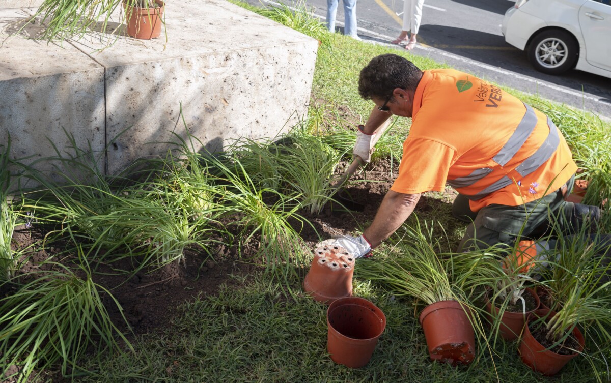Arreglos en árboles y vegetación de la plaza del Ayuntamiento